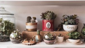 The Best Indoor Succulents for Minimal Care Maximum Beauty