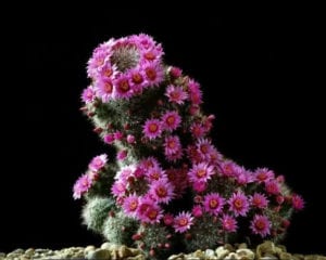 mammillaria